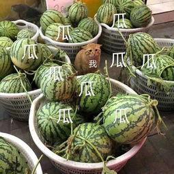 这几年吃的娱乐瓜是什么,盘点近年热门娱乐瓜  第3张