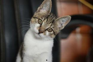 娱乐吃瓜小猫咪视频下载,揭秘热门娱乐视频幕后下载攻略  第2张