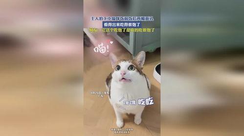 娱乐吃瓜小猫咪视频下载,揭秘热门娱乐视频幕后下载攻略  第3张