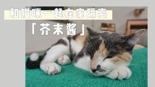 娱乐吃瓜酱布丁是只喵,揭秘网红喵星人的魅力人生  第1张