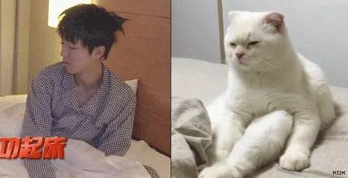 娱乐吃瓜酱布丁是只喵,揭秘网红喵星人的魅力人生  第2张