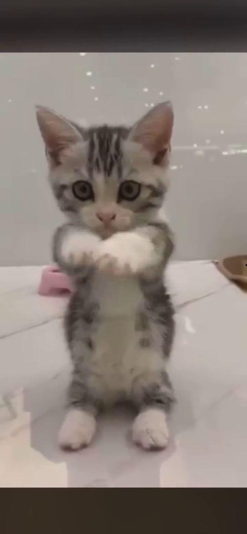 娱乐吃瓜酱布丁是只喵,揭秘网红喵星人的魅力人生  第3张