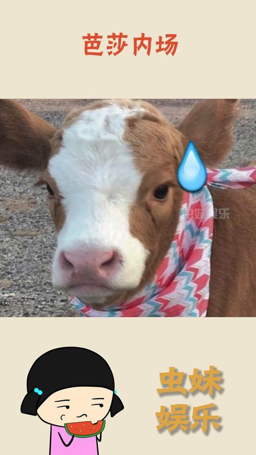 娱乐吃瓜酱是谁我不说,娱乐吃瓜酱的真实身份大猜想  第1张