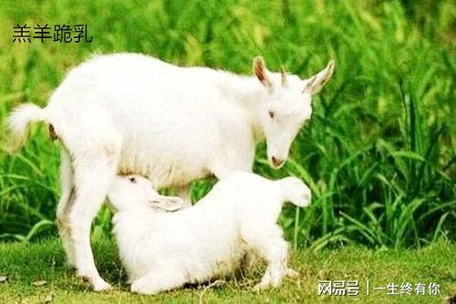 娱乐吃瓜酱外婆养大的小羊,娱乐吃瓜酱与小羊的温馨成长故事 第1张 娱乐吃瓜酱外婆养大的小羊,娱乐吃瓜酱与小羊的温馨成长故事 第1张