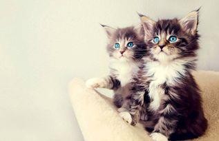 娱乐吃瓜酱小猫咪,揭秘娱乐圈那些不为人知的幕后故事  第2张