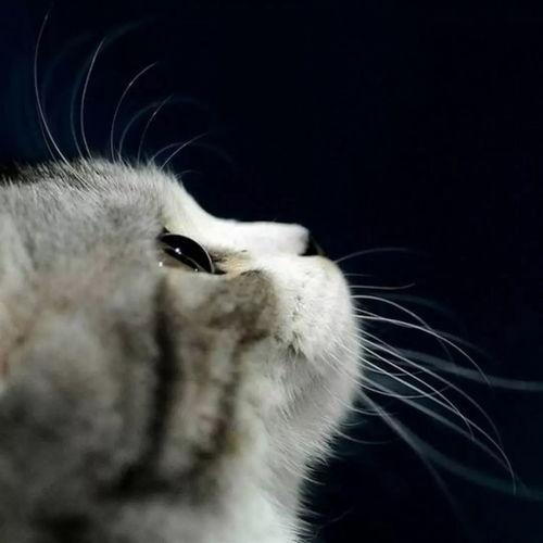 娱乐吃瓜酱小猫咪,揭秘娱乐圈那些不为人知的幕后故事  第3张