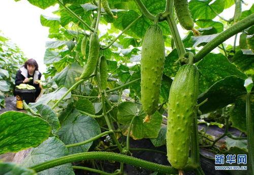 娱乐小葱花吃瓜视频大全,揭秘热门吃瓜视频大全 第3张 娱乐小葱花吃瓜视频大全,揭秘热门吃瓜视频大全 第3张