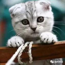 娱乐吃瓜君折耳猫视频,萌态百出,笑料连连 第2张 娱乐吃瓜君折耳猫视频,萌态百出,笑料连连 第2张