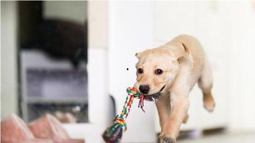 走近科学小狗长大娱乐吃瓜酱 第1张 走近科学小狗长大娱乐吃瓜酱 第1张