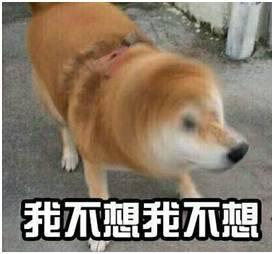 假如狗会说话娱乐吃瓜酱  第2张