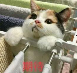 娱乐吃瓜酱三花猫的魅力,魅力四射,萌态可掬的宠物之星 第2张 娱乐吃瓜酱三花猫的魅力,魅力四射,萌态可掬的宠物之星 第2张