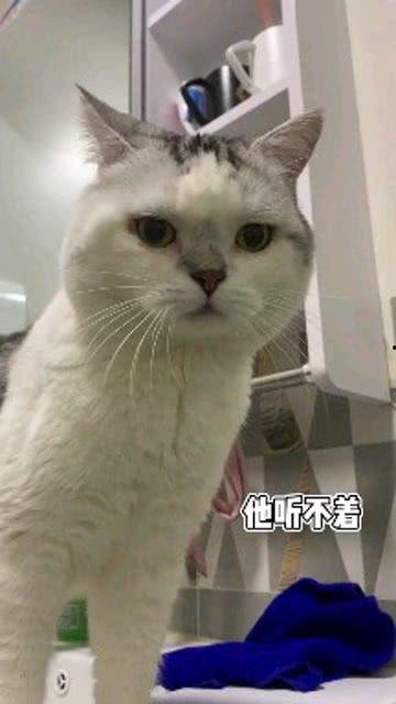 娱乐吃瓜酱男朋友不如猫,网络热议情侣养猫趣事 第2张 娱乐吃瓜酱男朋友不如猫,网络热议情侣养猫趣事 第2张
