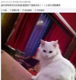 娱乐吃瓜酱男朋友不如猫,网络热议情侣养猫趣事 第3张 娱乐吃瓜酱男朋友不如猫,网络热议情侣养猫趣事 第3张
