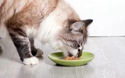 娱乐圈吃瓜猫咪是谁呀,揭秘网络红星的幕后推手
