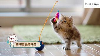 娱乐圈吃瓜猫咪是谁呀,揭秘网络红星的幕后推手 第3张 娱乐圈吃瓜猫咪是谁呀,揭秘网络红星的幕后推手 第3张