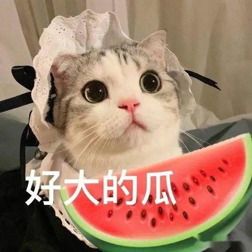 娱乐吃瓜酱虐猫小说,娱乐吃瓜酱的黑暗面揭露 第3张 娱乐吃瓜酱虐猫小说,娱乐吃瓜酱的黑暗面揭露 第3张