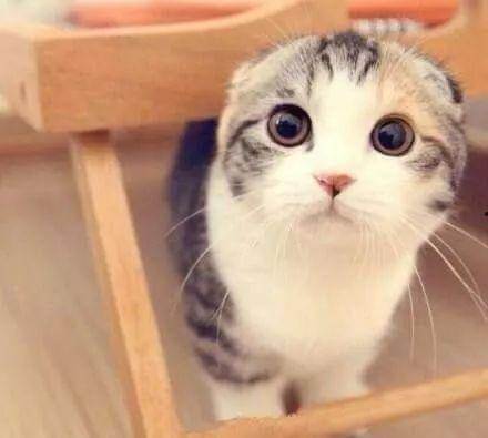 娱乐吃瓜君折耳猫坐姿,娱乐吃瓜君的萌态瞬间 第3张 娱乐吃瓜君折耳猫坐姿,娱乐吃瓜君的萌态瞬间 第3张