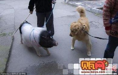 娱乐吃瓜酱遛狗小说下载,小说世界里的欢乐与温情 第3张 娱乐吃瓜酱遛狗小说下载,小说世界里的欢乐与温情 第3张