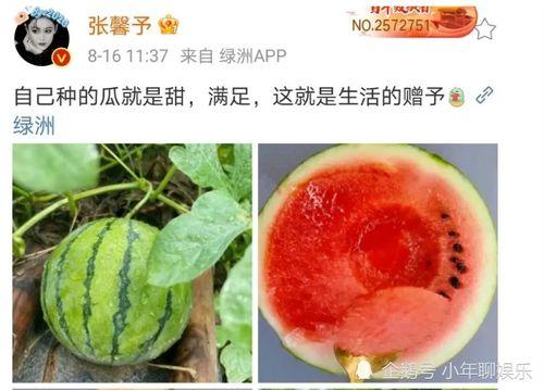 可以吃娱乐圈的瓜吗,揭秘明星幕后故事