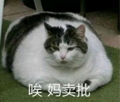 娱乐圈猫猫吃瓜小说,猫猫吃瓜,揭秘明星背后的秘密 第2张 娱乐圈猫猫吃瓜小说,猫猫吃瓜,揭秘明星背后的秘密 第2张