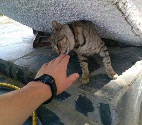 娱乐吃瓜酱流浪猫小菊,娱乐吃瓜酱的温馨故事 第3张 娱乐吃瓜酱流浪猫小菊,娱乐吃瓜酱的温馨故事 第3张
