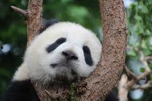 娱乐吃瓜大熊猫视频大全,萌态百出，欢乐无限  第1张