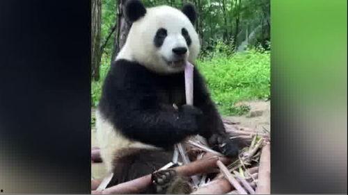 娱乐吃瓜大熊猫视频大全,萌态百出，欢乐无限  第2张