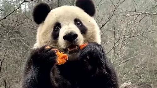 娱乐吃瓜大熊猫视频大全,萌态百出，欢乐无限  第3张